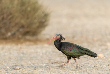 Northern Bald Ibis, Geronticus eremita
