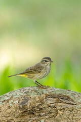 Palm Warbler, Setophaga palmarum