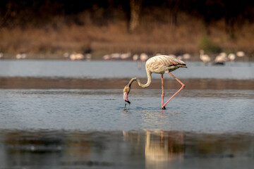 Lesser flamingoes at high tide in the water , TS Chanakya, Mumbai, India