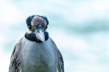 Yellow-crowned Night Heron, Nyctanassa violacea