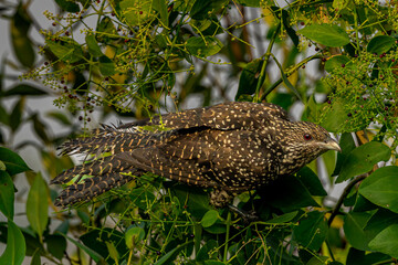 Asian Koel Female, Mumbai, India