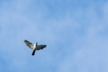Island Imperial Pigeon, Ducula pistrinaria pistrinaria