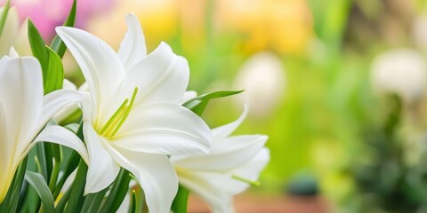 Obraz premium A vibrant garden filled with white flowers and lush green leaves, celebrating the beauty of spring.