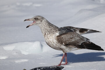 The glaucous-winged gull (Larus glaucescens) is a large, white-headed gull. This photo was taken in Hokkaido, Japan.
