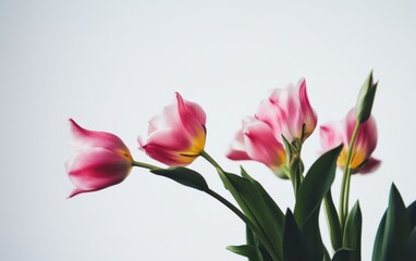 Three pink flowers bloom beautifully in a vase placed on a table, celebrating spring's arrival.