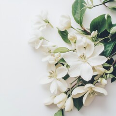 Fototapeta premium A beautiful white flower rests delicately on a pristine white surface, symbolizing purity and renewal.