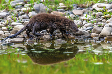 Otter in nature habitat. Portrait of water predator. Animal from the river