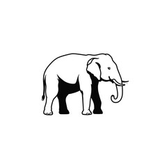 elephant isolated on white