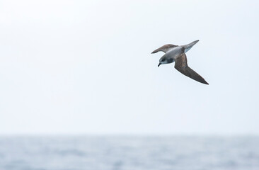 Soft-plumaged Petrel, Pterodroma mollis