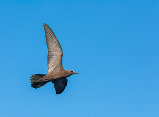 Common Brown Noddy, Anous (stolidus) stolidus