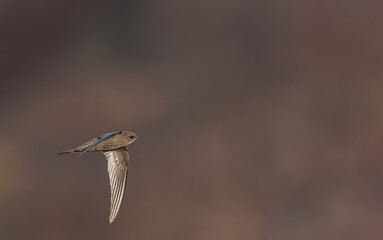 Plain Swift, Apus unicolor