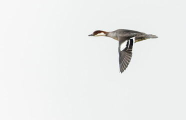 Smew, Mergellus albellus