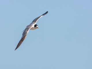 Greater Crested Tern, Thalasseus bergii bergii
