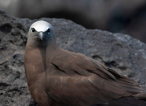 Common Brown Noddy, Anous (stolidus) stolidus