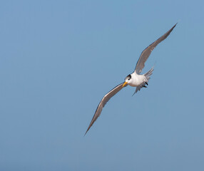 Greater Crested Tern, Thalasseus bergii bergii