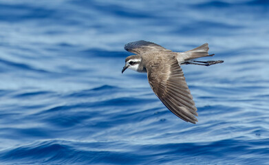 Latham's Storm Petrel, Pelagodroma (marina) maoriana