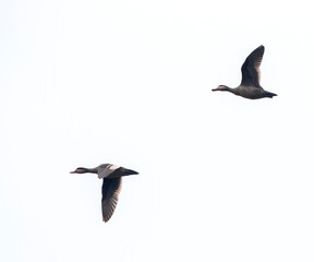 Red-billed Teal, Anas erythrorhyncha