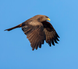 Yellow-billed Kite, Milvus aegyptius parasitus