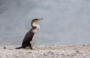 White-breasted Cormorant, Phalacrocorax lucidus lucidus