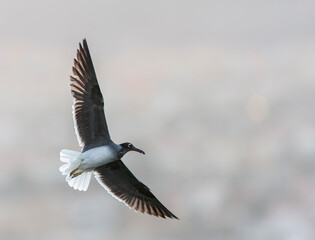 White-eyed Gull, Ichthyaetus leucophthalmus