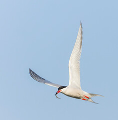 Common Tern, Sterna hirundo, with prey