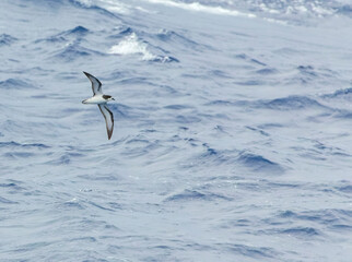Collared Petrel, Pterodroma brevipes