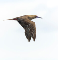 Red-footed booby, Sula sula rubripes