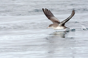 Pink-footed Shearwater, Ardenna creatopus