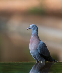 Trocaz Pigeon, Columba trocaz