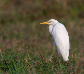 Intermediate Egret, Ardea intermedia brachyrhyncha, perched
