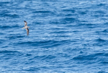 Soft-plumaged Petrel, Pterodroma mollis