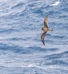 Streaked Shearwater, Calonectris leucomelas