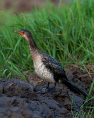 Reed cormorant, Microcarbo africanus