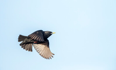 Spotless Starling, Sturnus unicolor