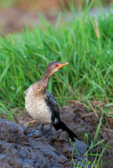 Reed cormorant, Microcarbo africanus