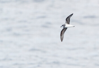 Soft-plumaged Petrel, Pterodroma mollis