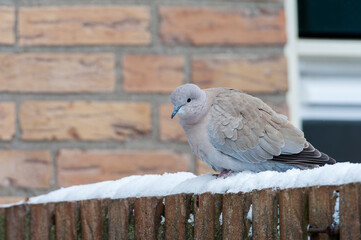 Eurasian Collared Dove, Streptopelia decaocto