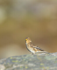 Twite, Carduelis flavirostris