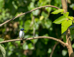 Ultramarine Kingfisher, Todiramphus leucopygius