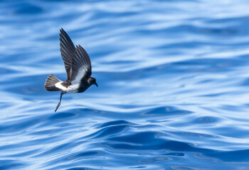 New Zealand Storm Petrel, Fregetta maoriana