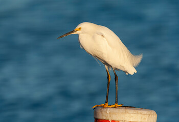 Obraz premium Snowy Egret, Egretta thula