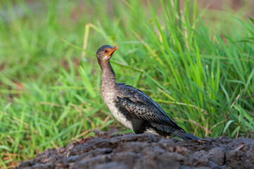 Reed cormorant, Microcarbo africanus