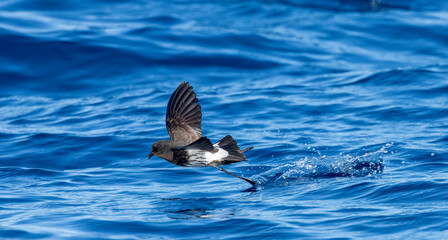 New Zealand Storm Petrel, Fregetta maoriana