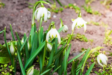 Delicate summer snowflake flowers bloom, announcing the arrival of spring in the garden.