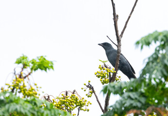 South Melanesian Cuckooshrike, Coracina caledonica caledonica