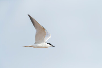 Gull-billed Tern, Gelochelidon nilotica nilotica