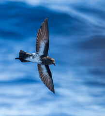 New Zealand Storm Petrel, Fregetta maoriana