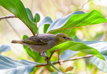 Fototapeta premium Village weaver, Ploceus cucullatus