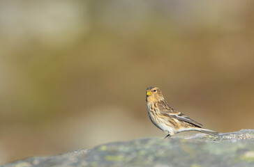 Twite, Carduelis flavirostris