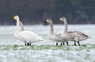 Whooper Swan, Cygnus cygnus